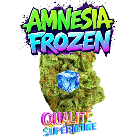 AMNESIA FROZEN